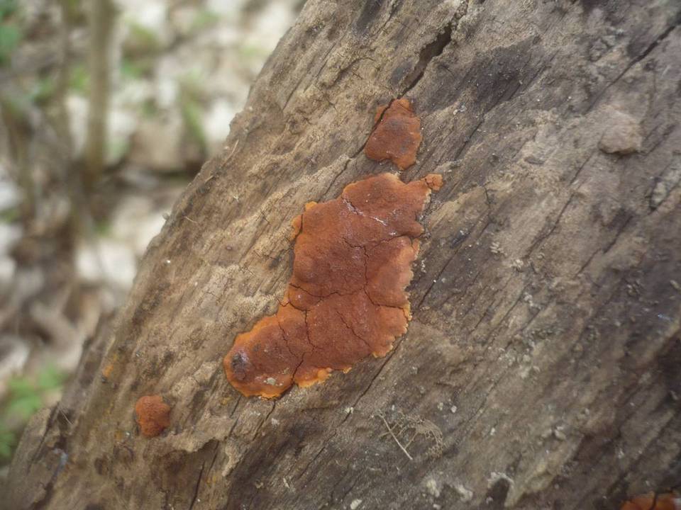 Hypoxylon ticinense image