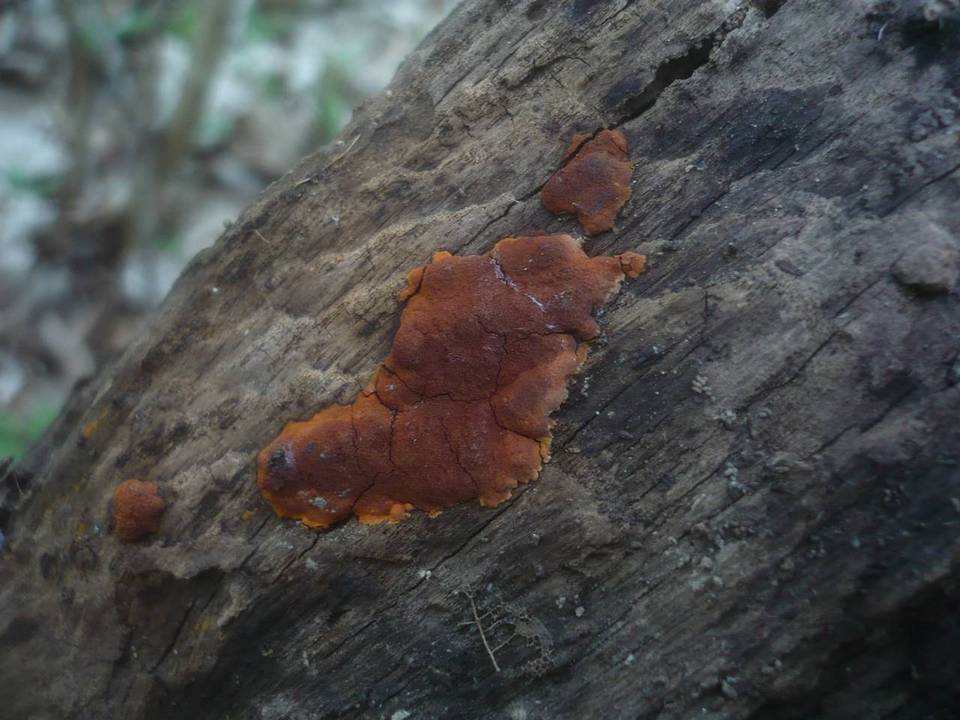 Hypoxylon ticinense image
