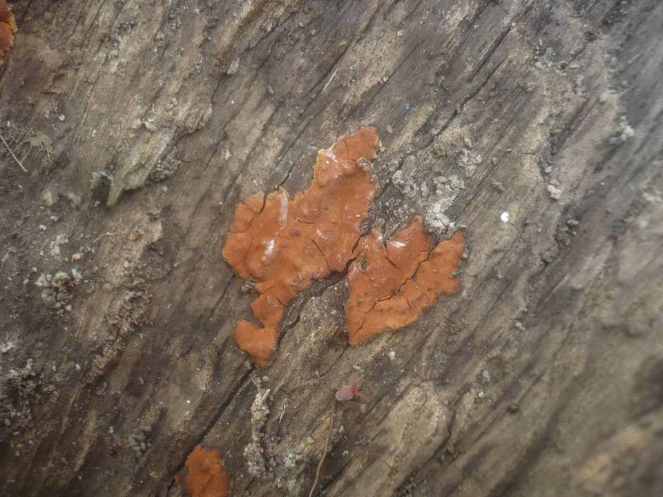 Hypoxylon ticinense image