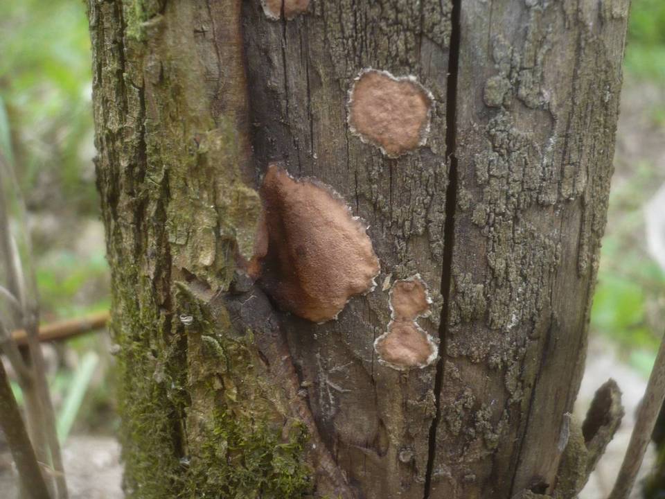 Hypoxylon ticinense image
