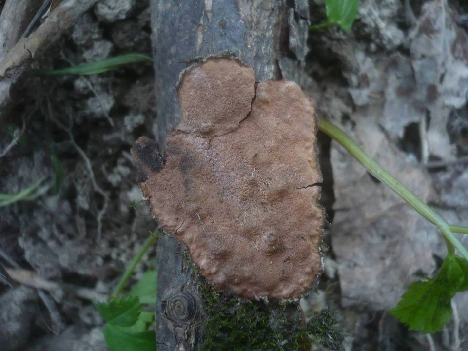 Hypoxylon ticinense image