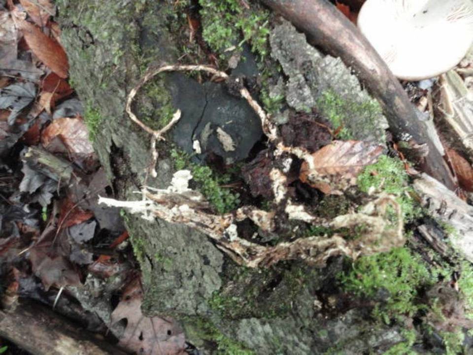 Megacollybia rodmani image
