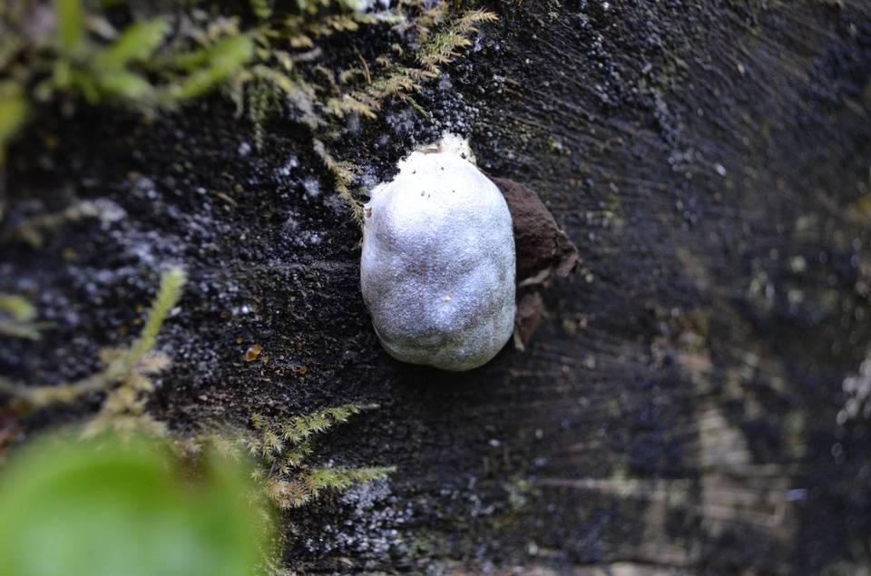Reticularia lycoperdon image