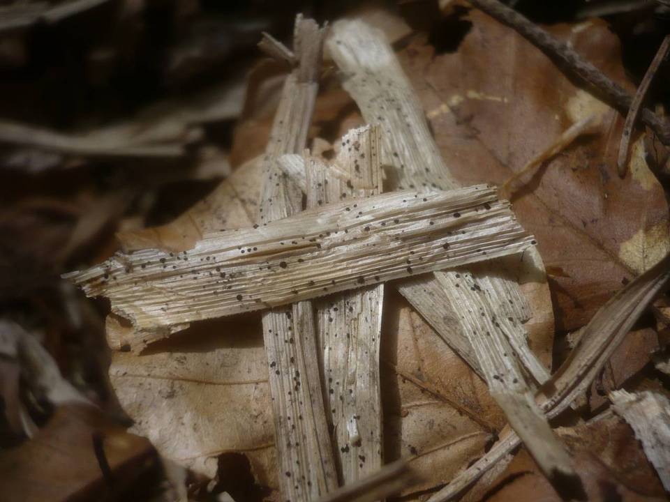 Anthostomella caricis image