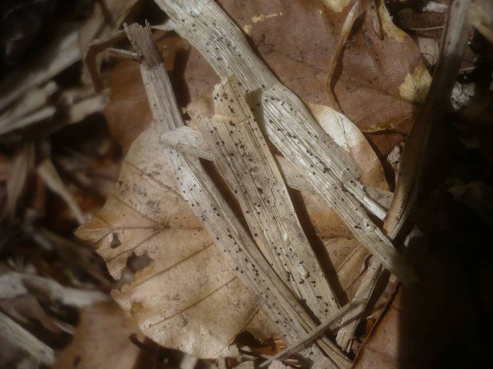 Anthostomella caricis image