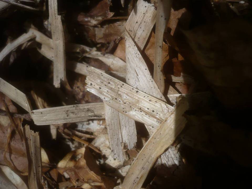Anthostomella caricis image