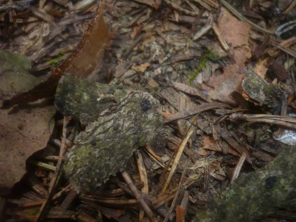 Durandiella gallica image