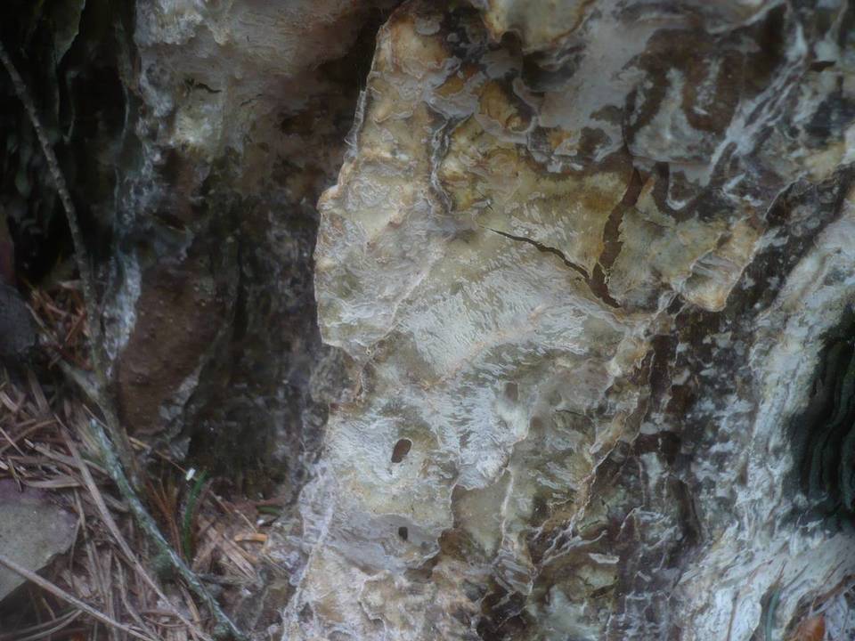 Phlebiopsis gigantea image