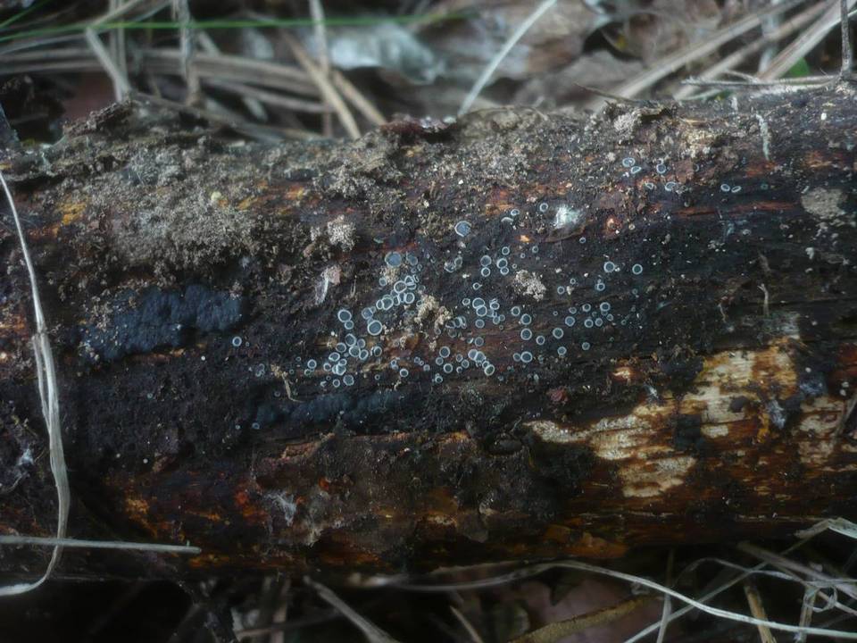 Mollisia lividofusca image
