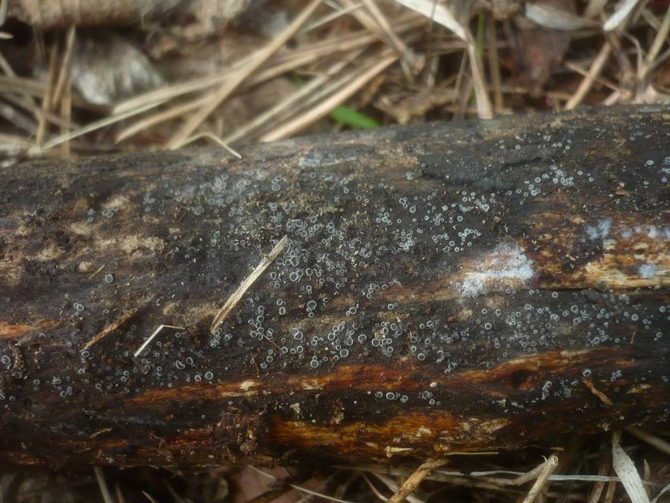Mollisia lividofusca image