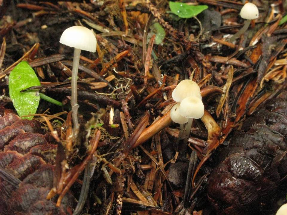 Mycena insignis image