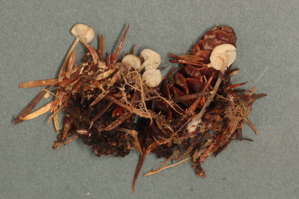 Mycena insignis image