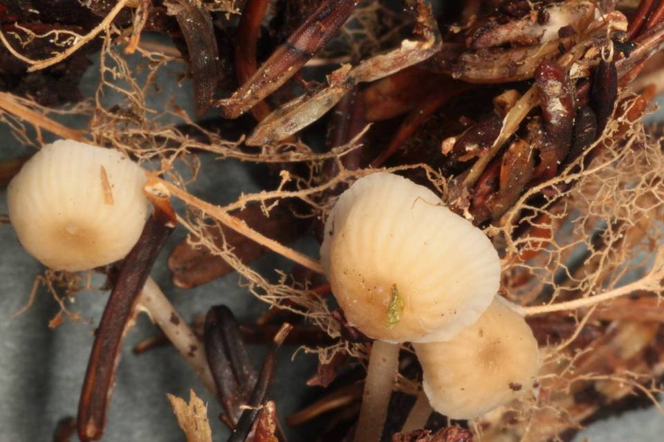 Mycena insignis image
