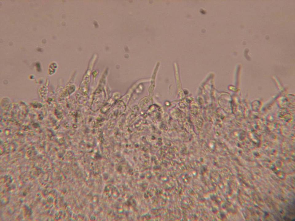 Mycena insignis image
