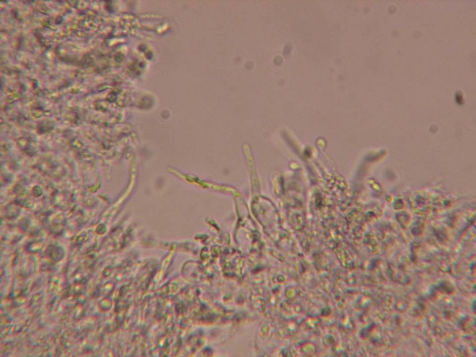 Mycena insignis image