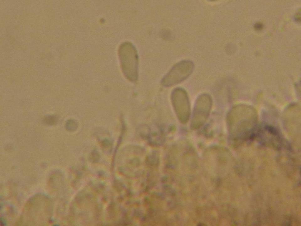 Mycena insignis image