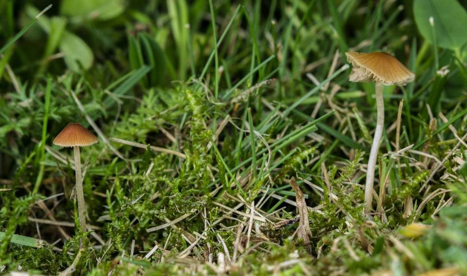 Conocybe cyanopus image