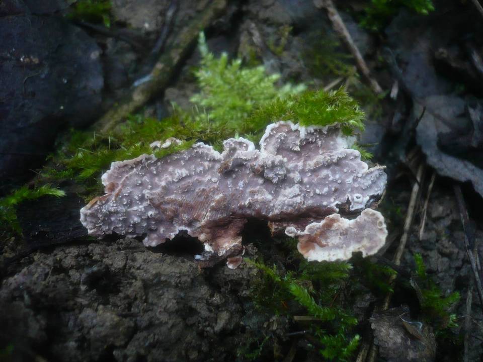 Eichleriella deglubens image