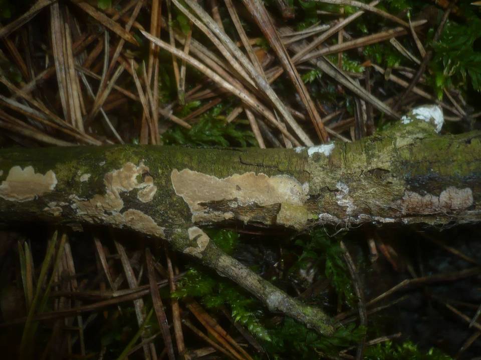 Exidiopsis grisea image