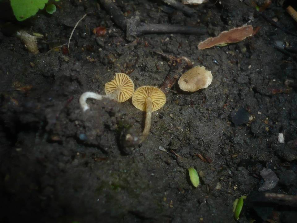 Tubaria dispersa image