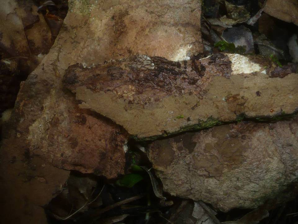Hymenochaete carpatica image