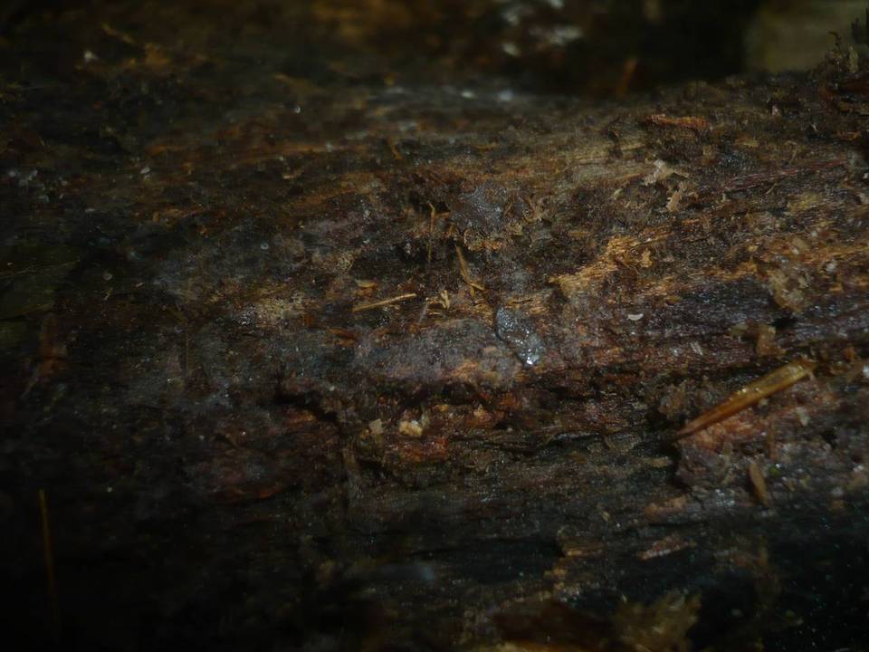 Rhizoctonia fusispora image