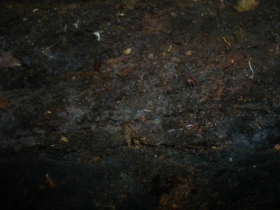 Rhizoctonia fusispora image