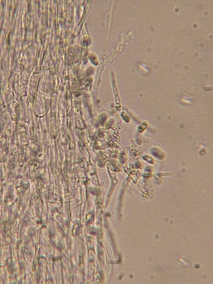 Mycena insignis image