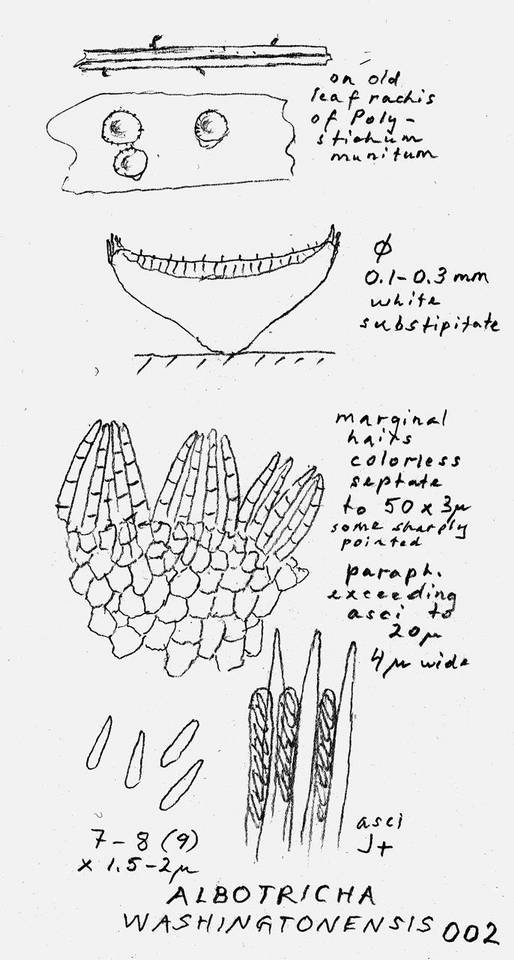 Albotricha washingtonensis image