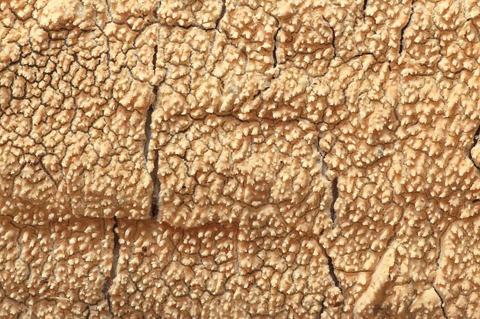 Basidioradulum crustosum image