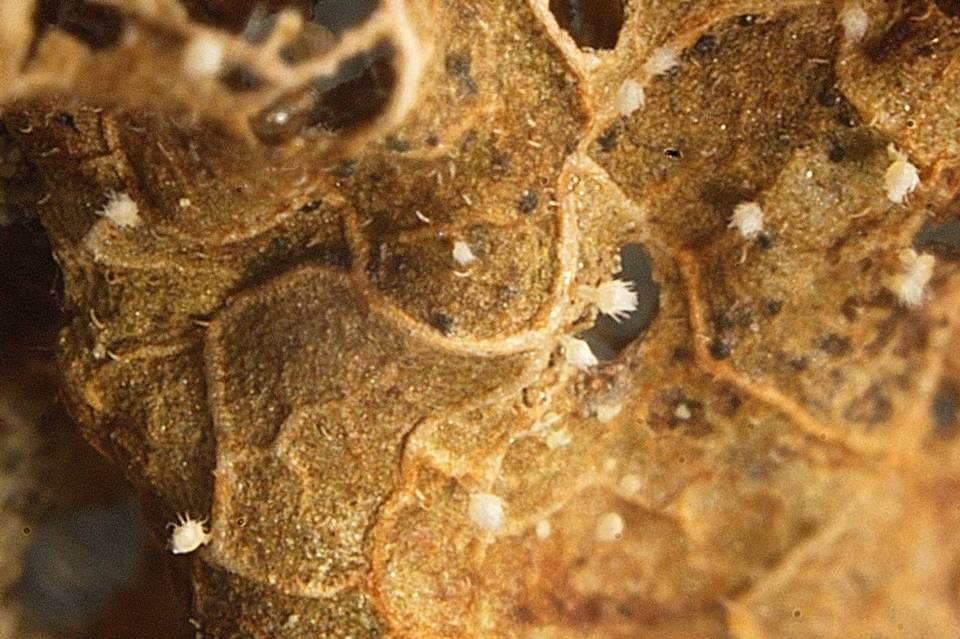 Albotricha washingtonensis image