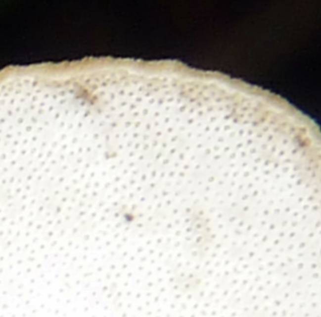 Polyporus grammocephalus image