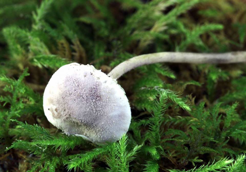 Cystolepiota bucknallii image