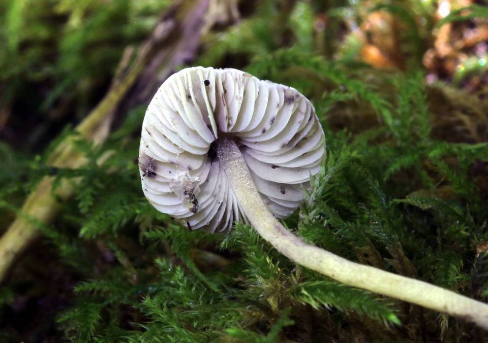 Cystolepiota bucknallii image
