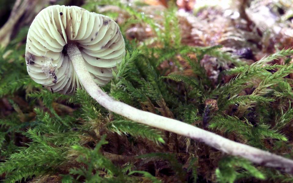 Cystolepiota bucknallii image