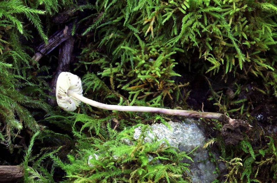 Cystolepiota bucknallii image