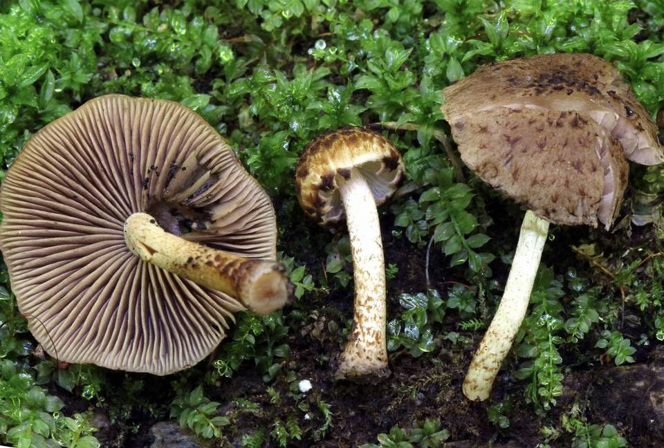 Psathyrella subamara image