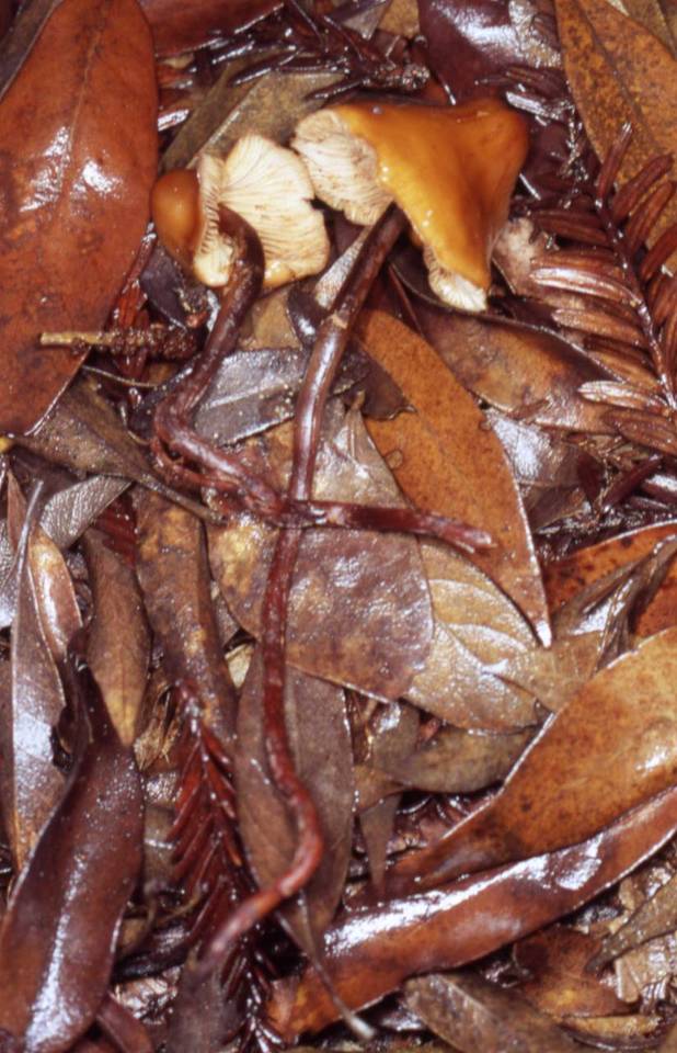 Phaeocollybia radicata image