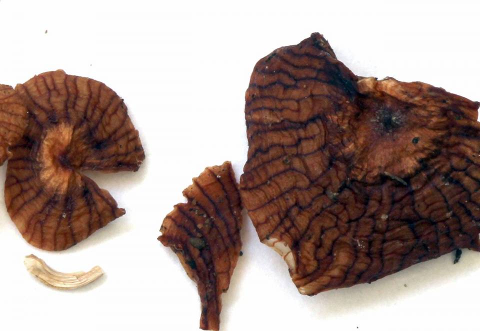 Marasmiellus subnigricans image