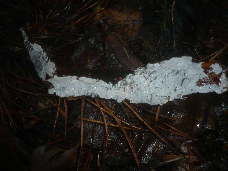 Exidiopsis calcea image