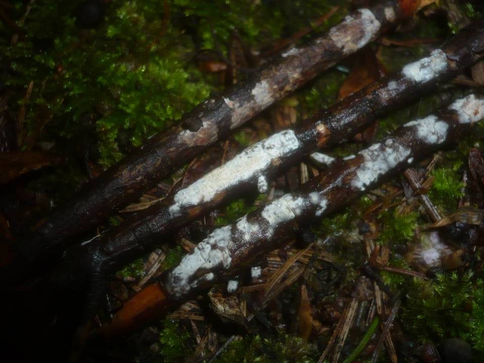 Globulicium hiemale image