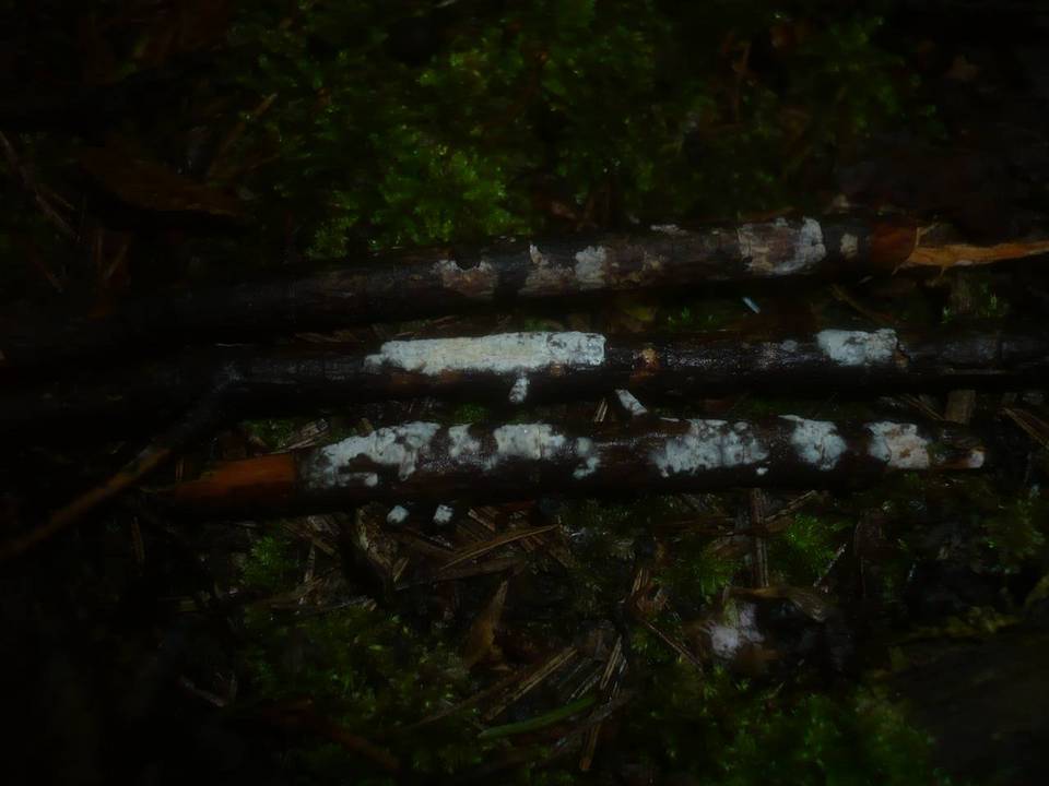 Globulicium hiemale image