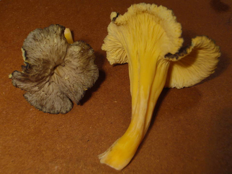 Craterellus lutescens var. crocatus image