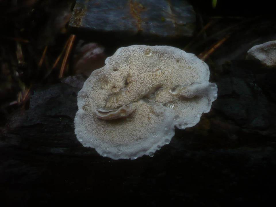 Skeletocutis carneogrisea image