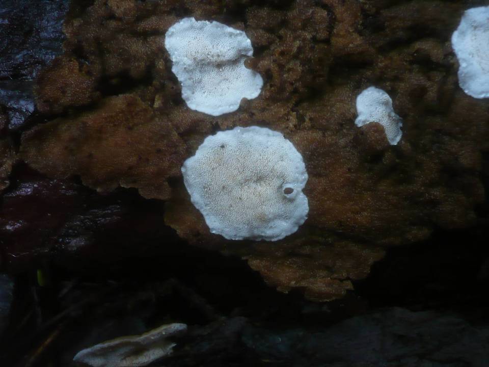 Skeletocutis carneogrisea image