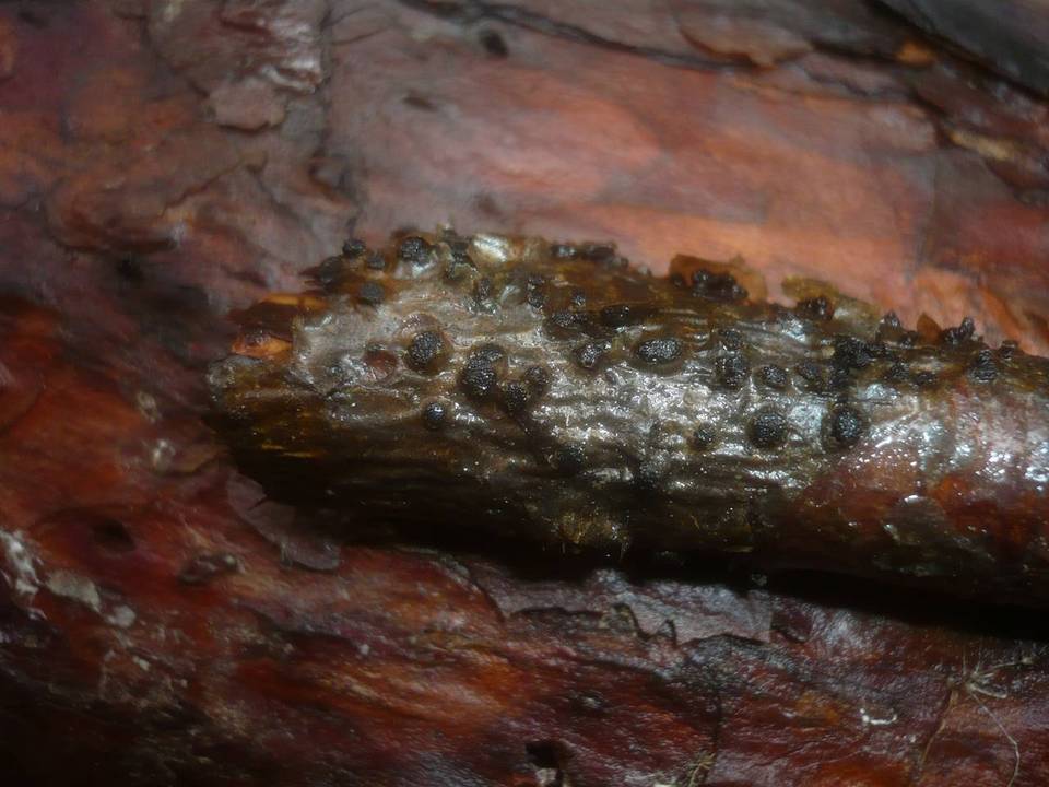 Therrya pini image