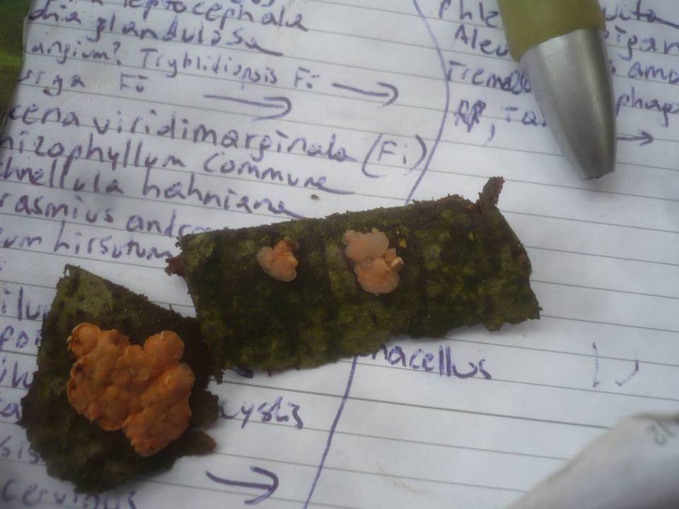 Tremella mycophaga image