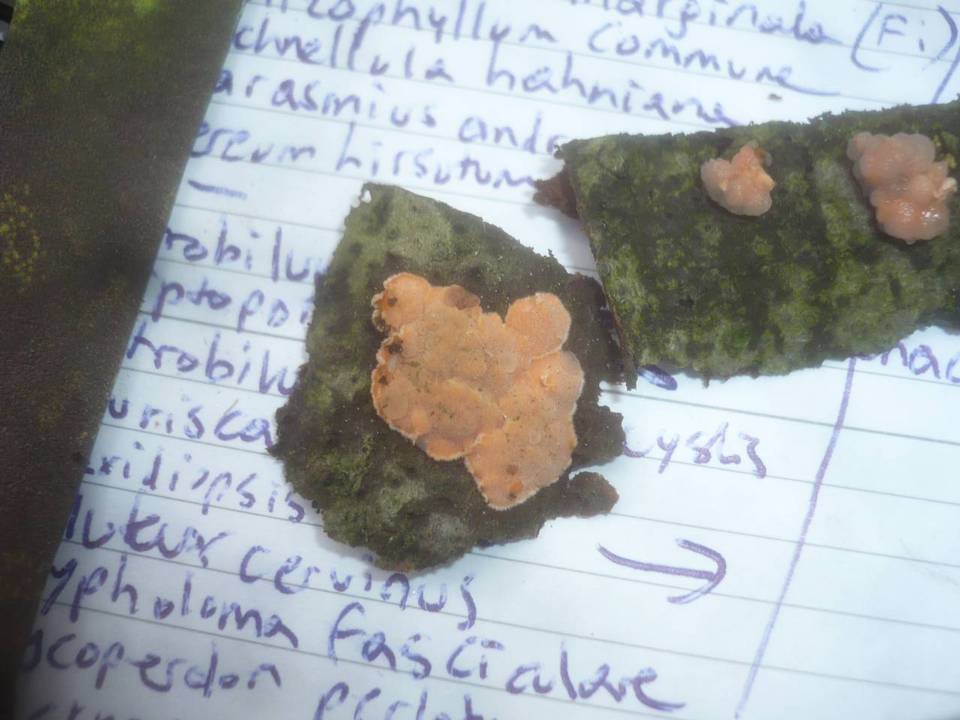 Tremella mycophaga image
