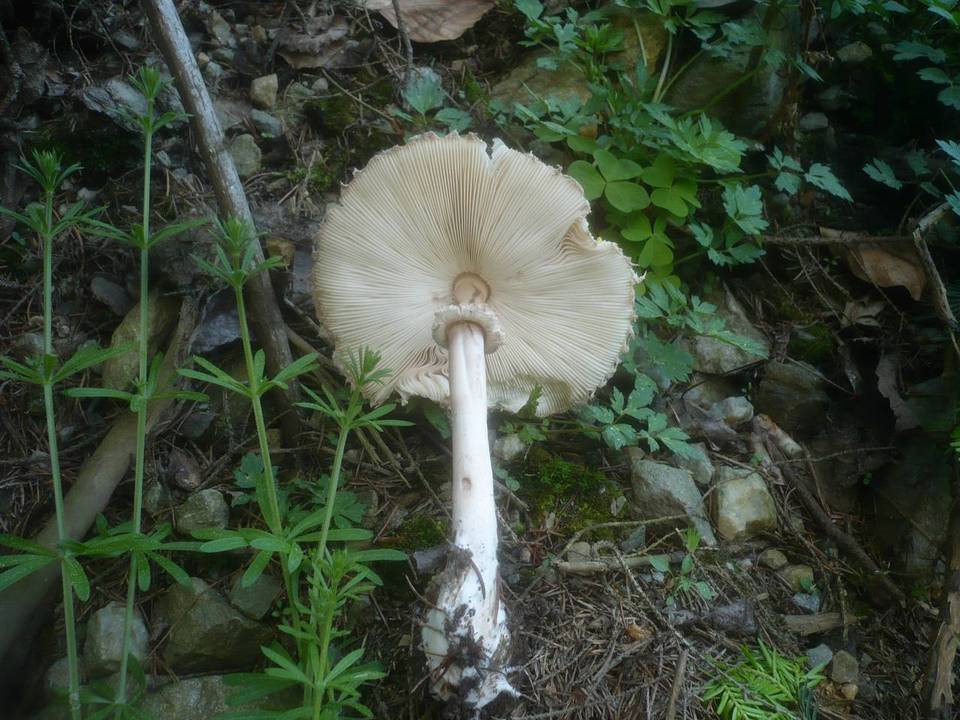 Leucoagaricus nympharum image