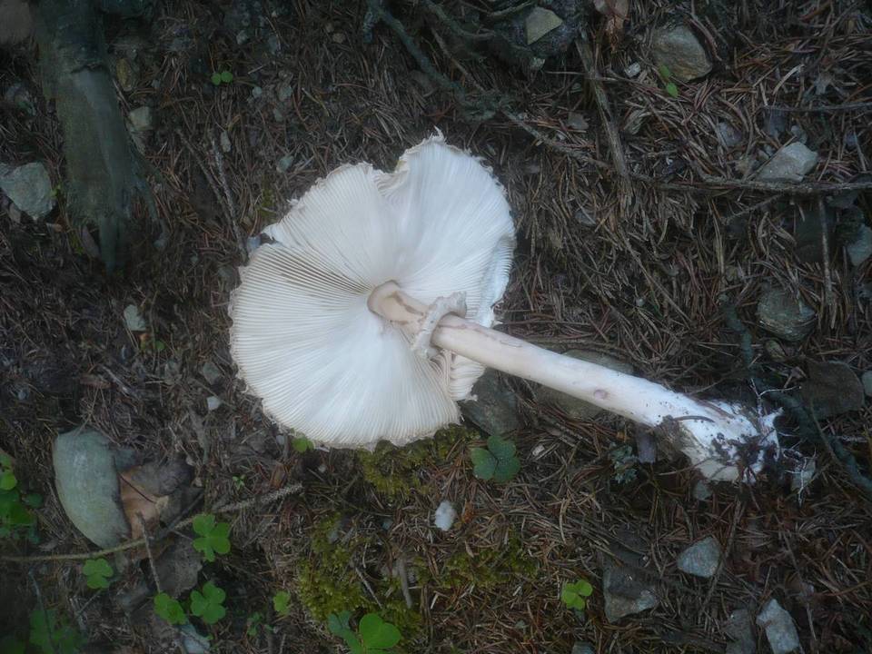 Leucoagaricus nympharum image